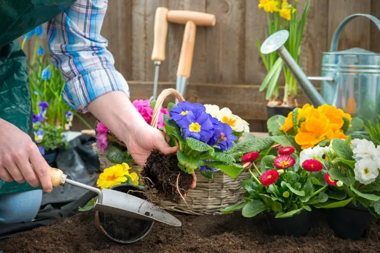 gardener planting a flower