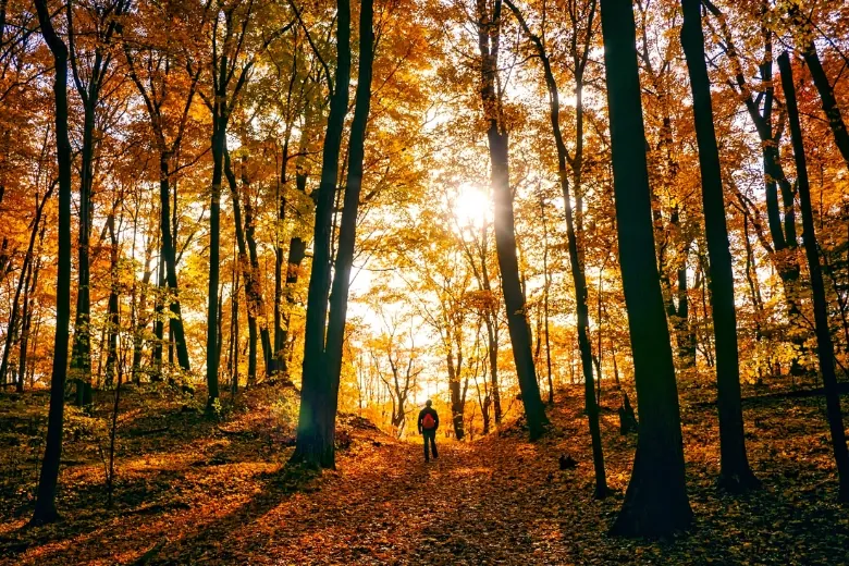 men hiking in forest