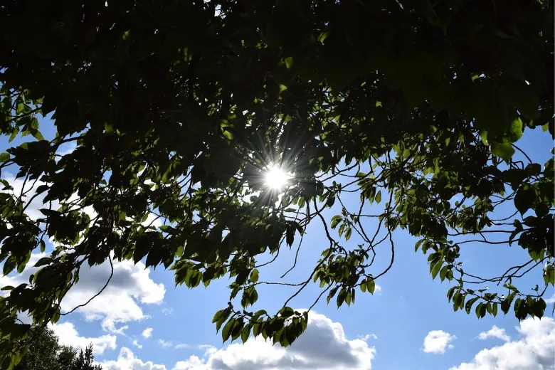 sun shining through a tree's greenery